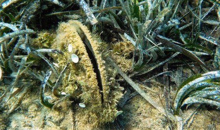 00 00 19 pinna nobilis