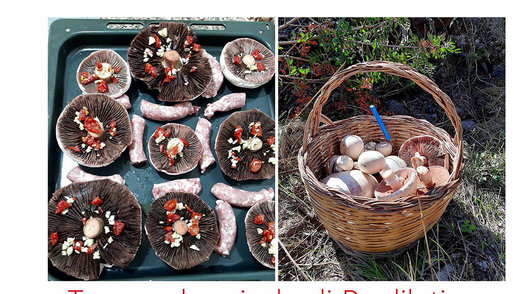 10 11 funghi