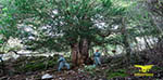 albero centenario foto piccola