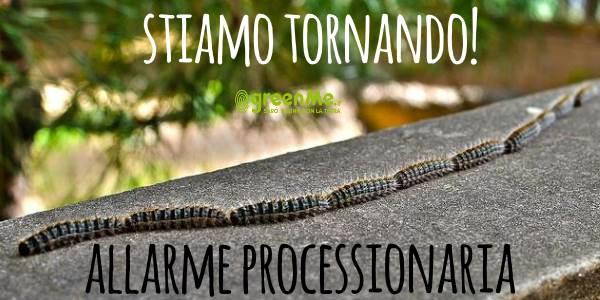 processionaria