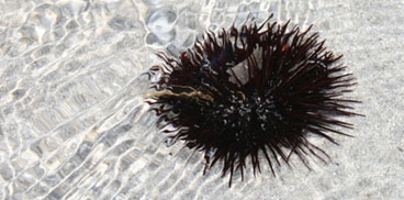 riccio di mare
